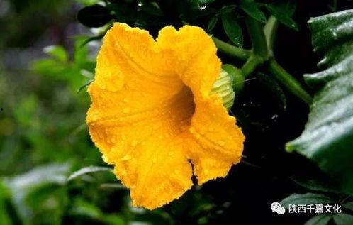 娱乐吃瓜花,吃瓜花背后的故事